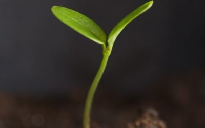 There I grow again… or do I?
